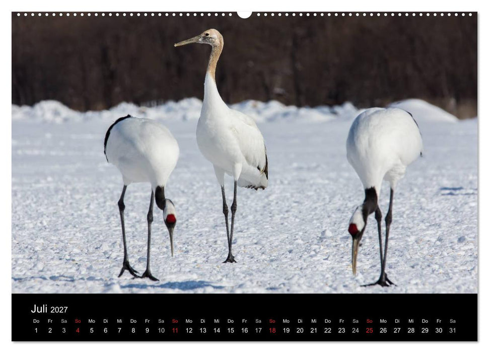 Mandschurenkraniche (CALVENDO Premium Wandkalender 2027)