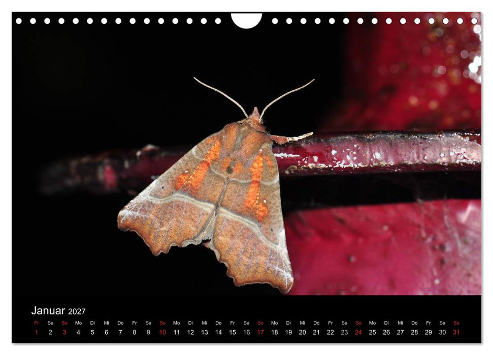 Nachtfalter - Unbekannte Schönheiten (CALVENDO Wandkalender 2027)