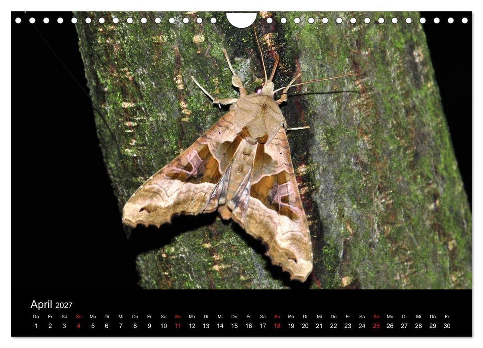 Nachtfalter - Unbekannte Schönheiten (CALVENDO Wandkalender 2027)