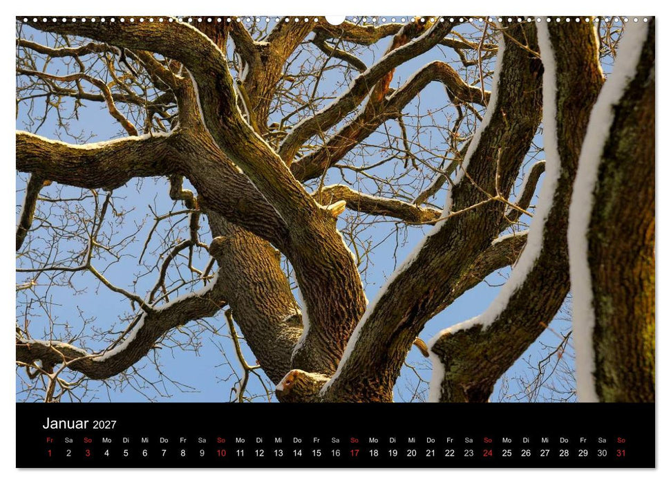 Bäume 2027 (CALVENDO Premium Wandkalender 2027)