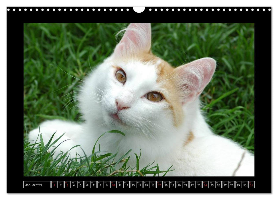 Katzenkinder (CALVENDO Wandkalender 2027)