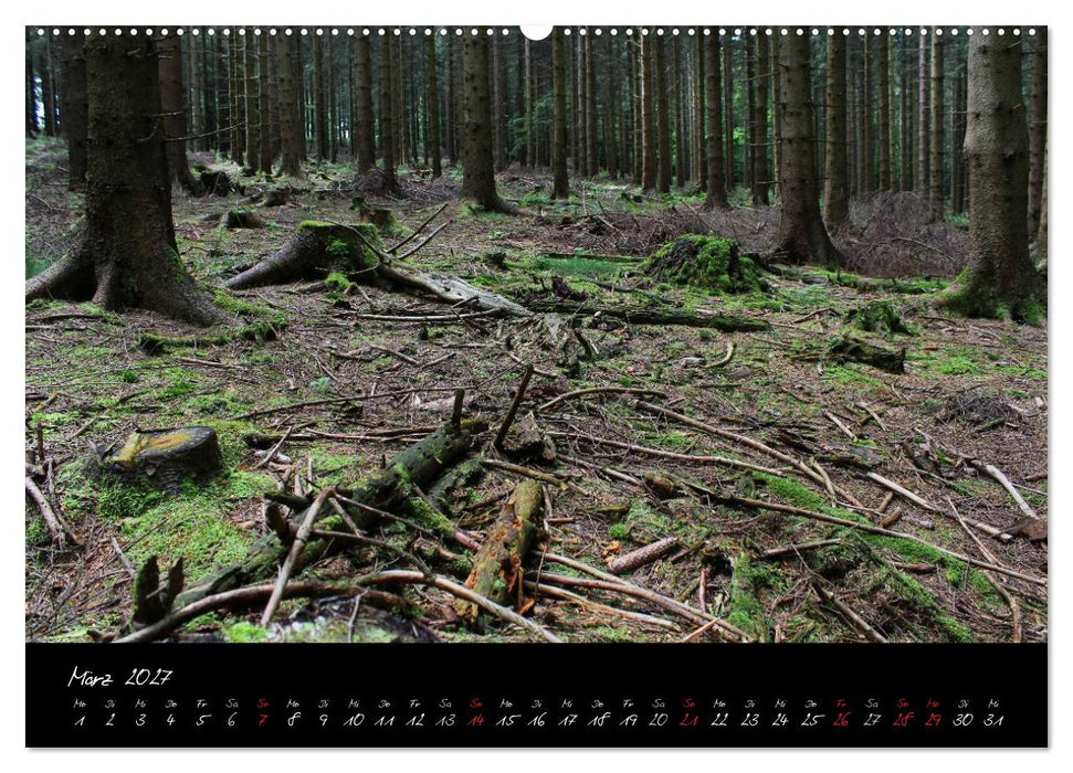 Wald (CALVENDO Wandkalender 2027)