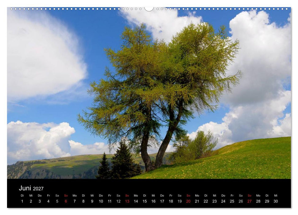 Bäume 2027 (CALVENDO Wandkalender 2027)