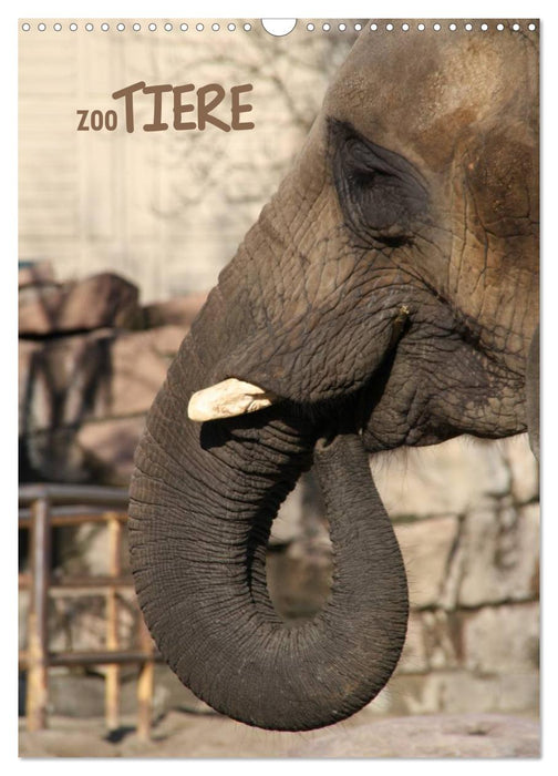 Zootiere (CALVENDO Wandkalender 2027)