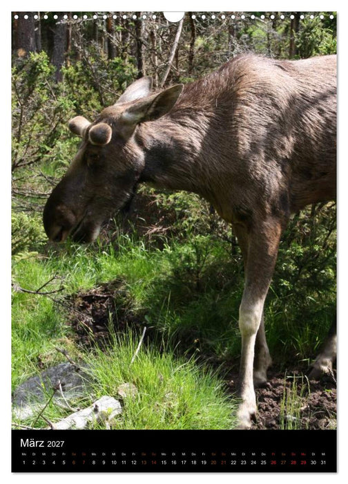 Zootiere (CALVENDO Wandkalender 2027)