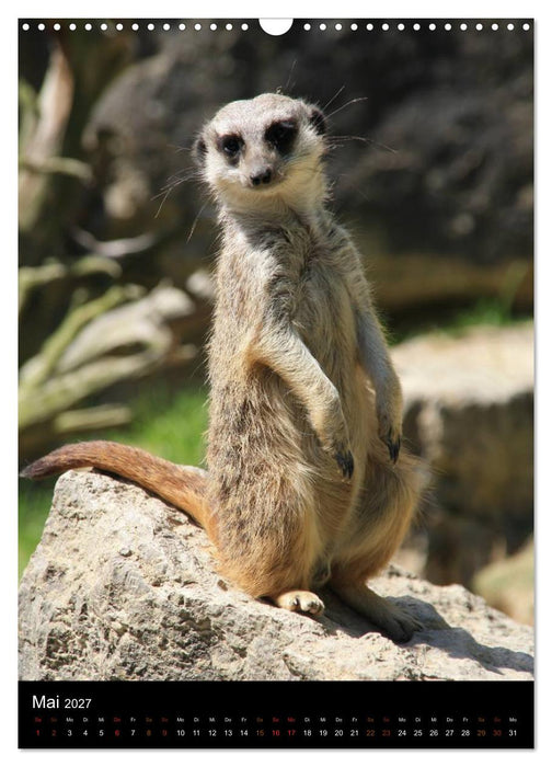 Zootiere (CALVENDO Wandkalender 2027)
