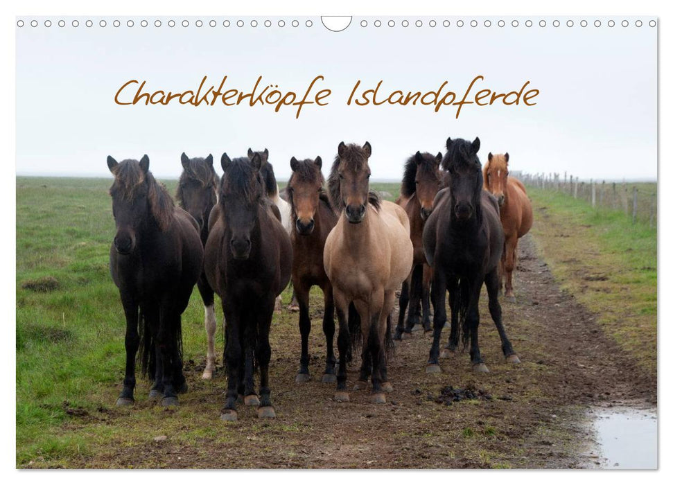 Charakterköpfe Islandpferde (CALVENDO Wandkalender 2027)