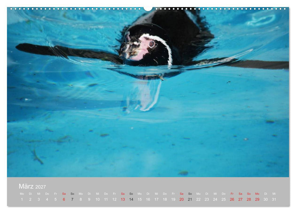 Pinguine 2027 (CALVENDO Premium Wandkalender 2027)