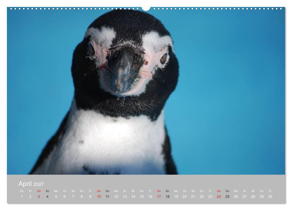 Pinguine 2027 (CALVENDO Premium Wandkalender 2027)