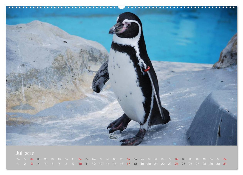 Pinguine 2027 (CALVENDO Premium Wandkalender 2027)