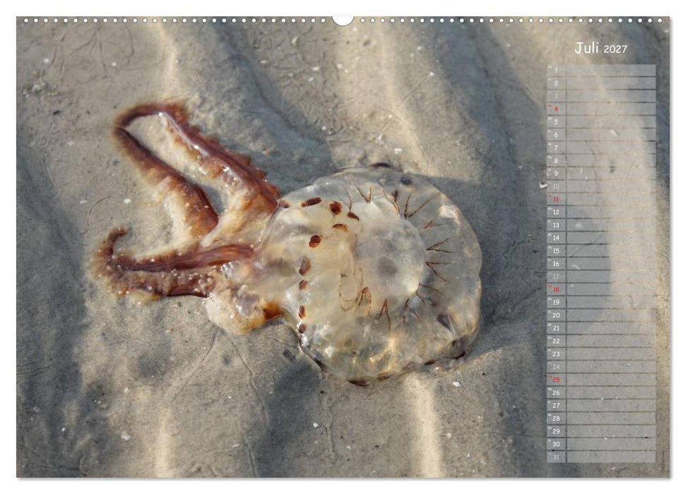 Strandspaziergang / Geburtstagskalender (CALVENDO Premium Wandkalender 2027)