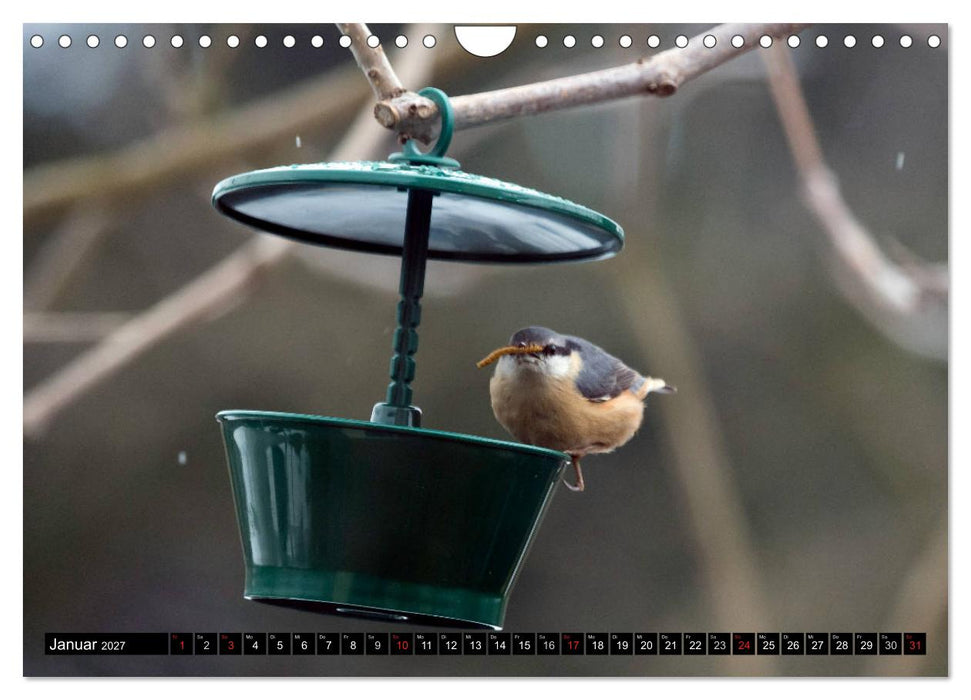 Gartenvögel (CALVENDO Wandkalender 2027)