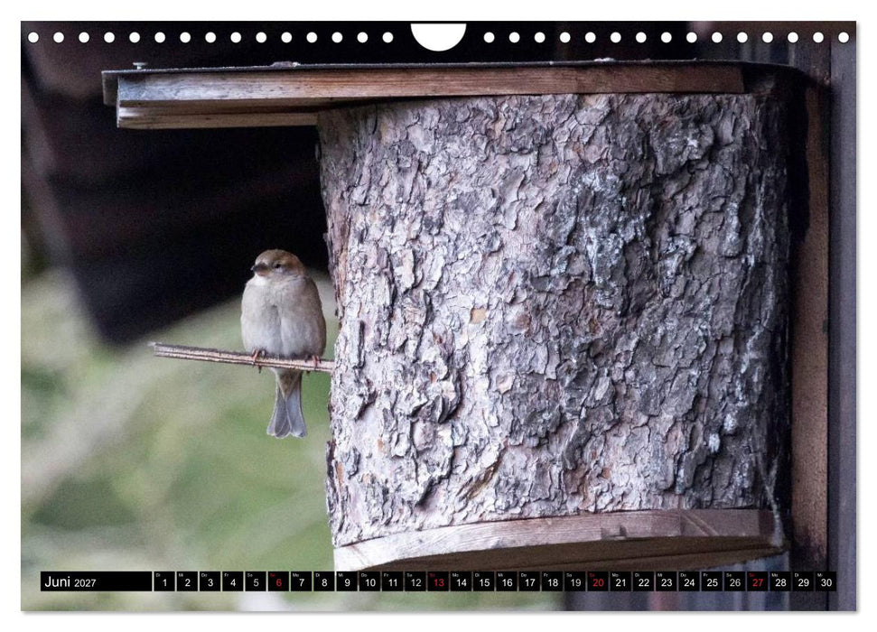 Gartenvögel (CALVENDO Wandkalender 2027)