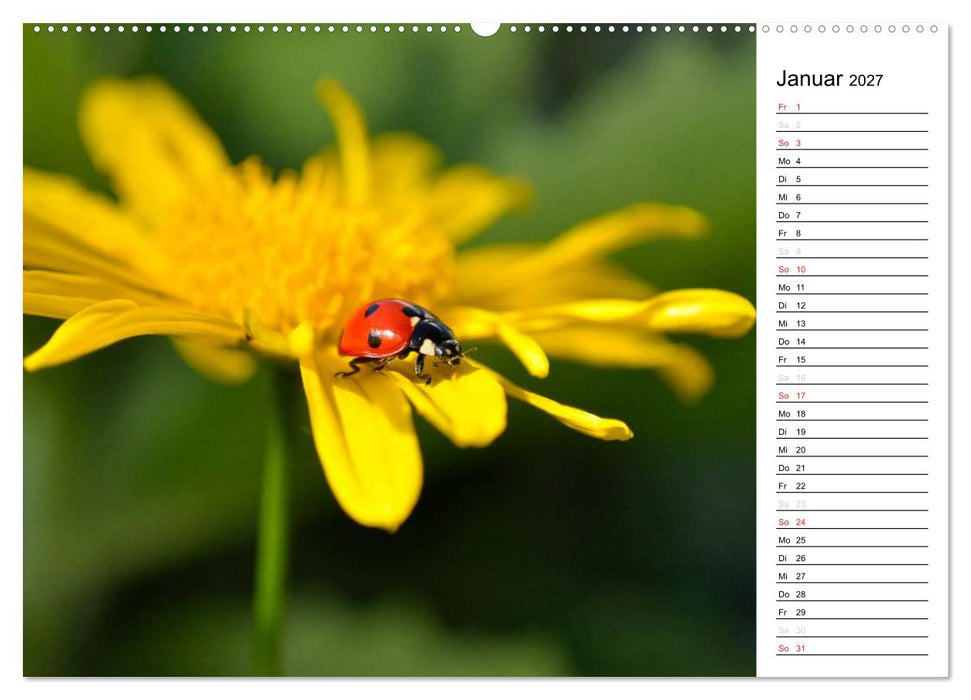Marienkäfer 2027 (CALVENDO Premium Wandkalender 2027)