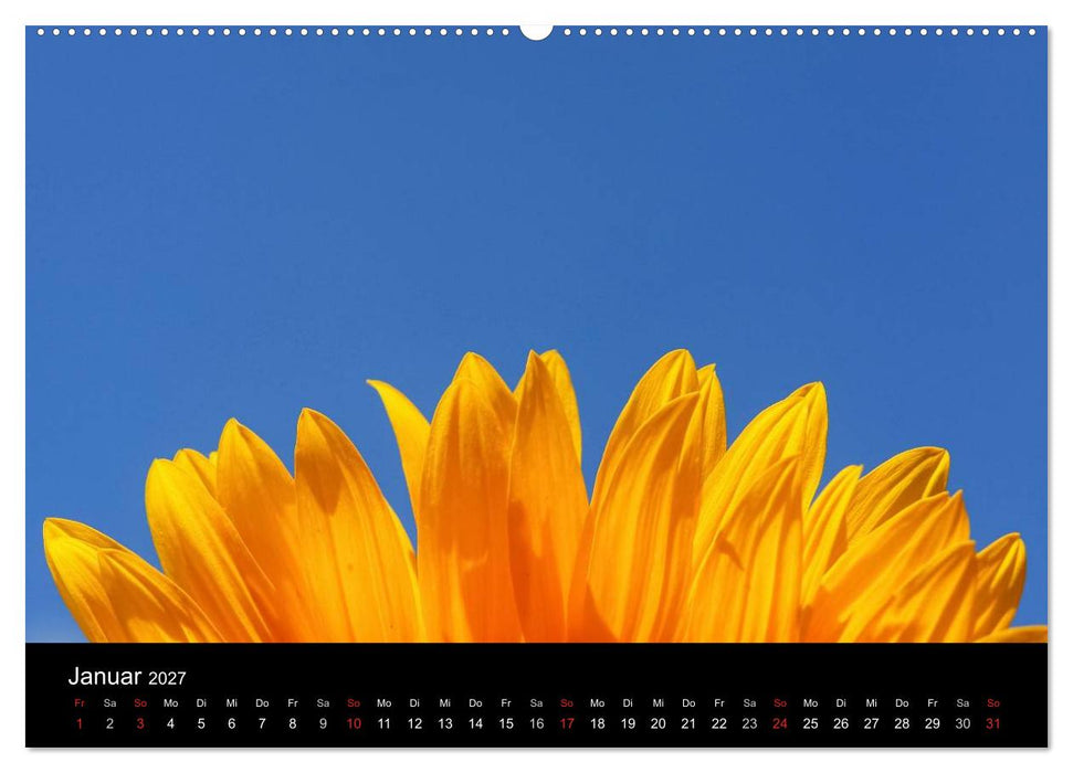 Sonnenblumen (CALVENDO Premium Wandkalender 2027)