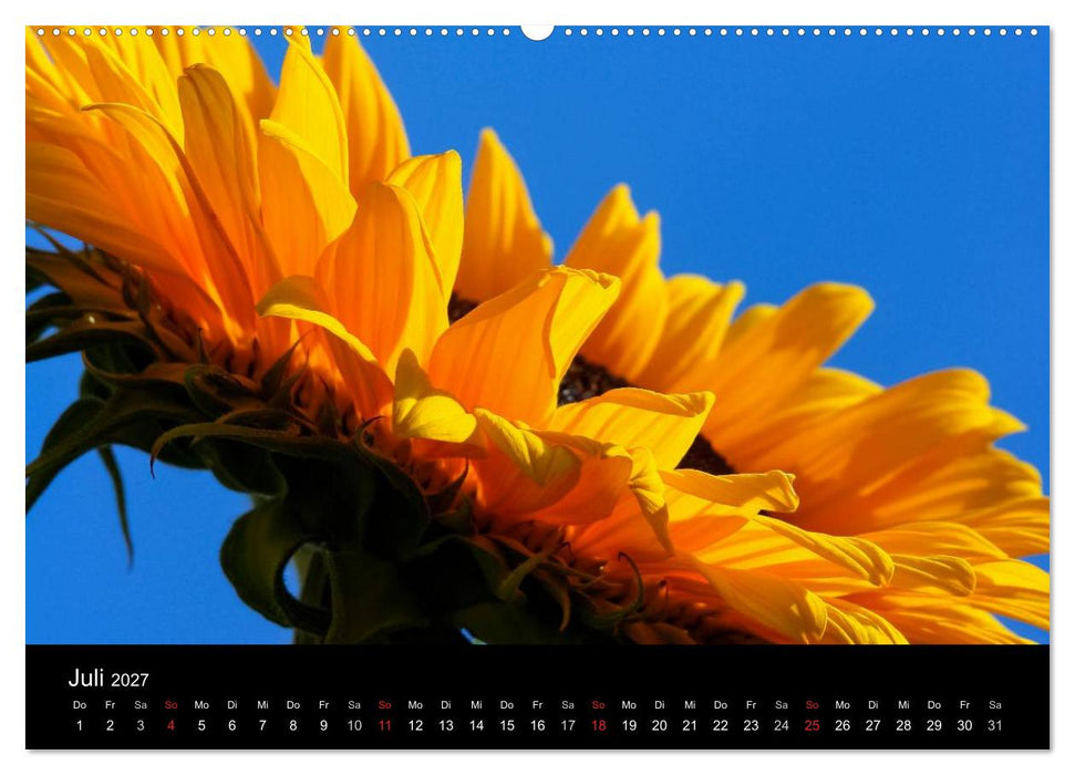 Sonnenblumen (CALVENDO Premium Wandkalender 2027)