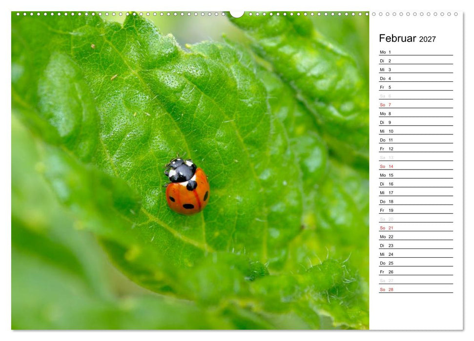 Marienkäfer 2027 (CALVENDO Wandkalender 2027)