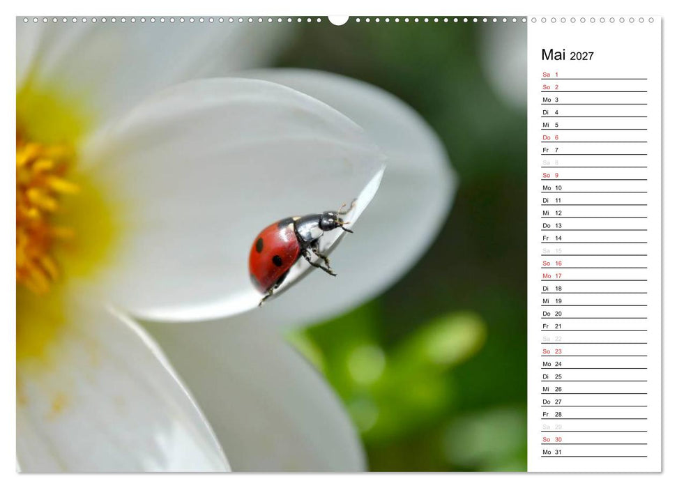 Marienkäfer 2027 (CALVENDO Wandkalender 2027)