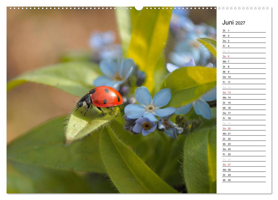 Marienkäfer 2027 (CALVENDO Wandkalender 2027)