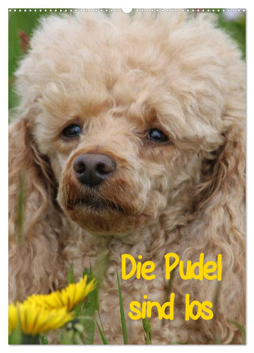 Die Pudel sind los (CALVENDO Wandkalender 2027)