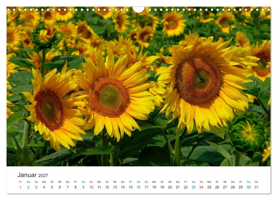 Sonnenblumen 2027 (CALVENDO Wandkalender 2027)