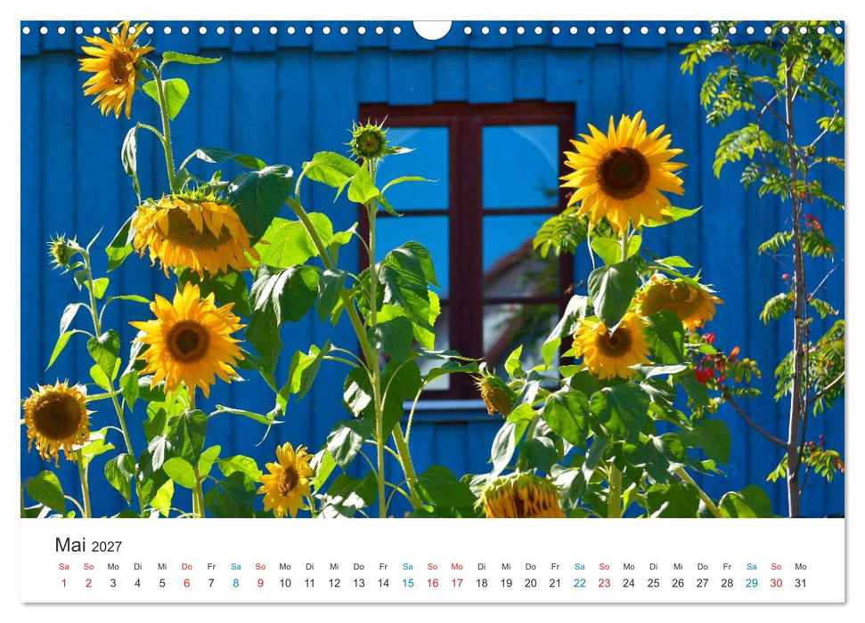 Sonnenblumen 2027 (CALVENDO Wandkalender 2027)