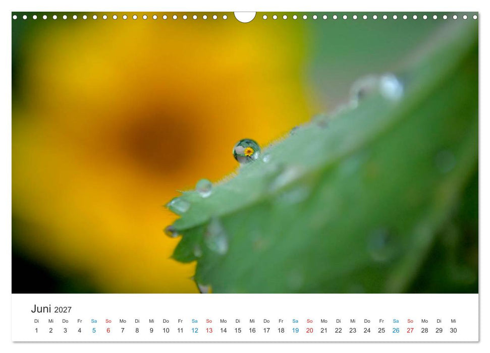 Sonnenblumen 2027 (CALVENDO Wandkalender 2027)