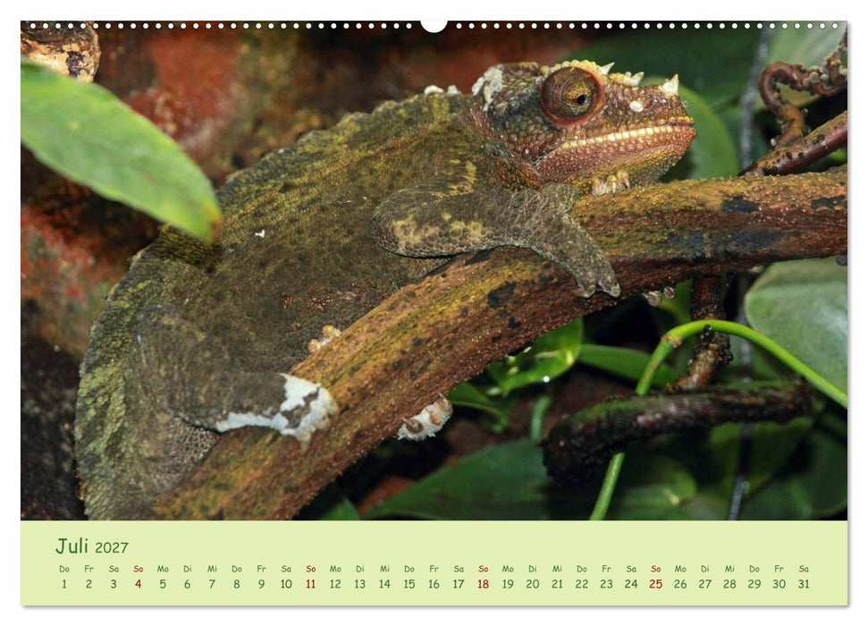 Augenblicke der Chamäleons (CALVENDO Premium Wandkalender 2027)