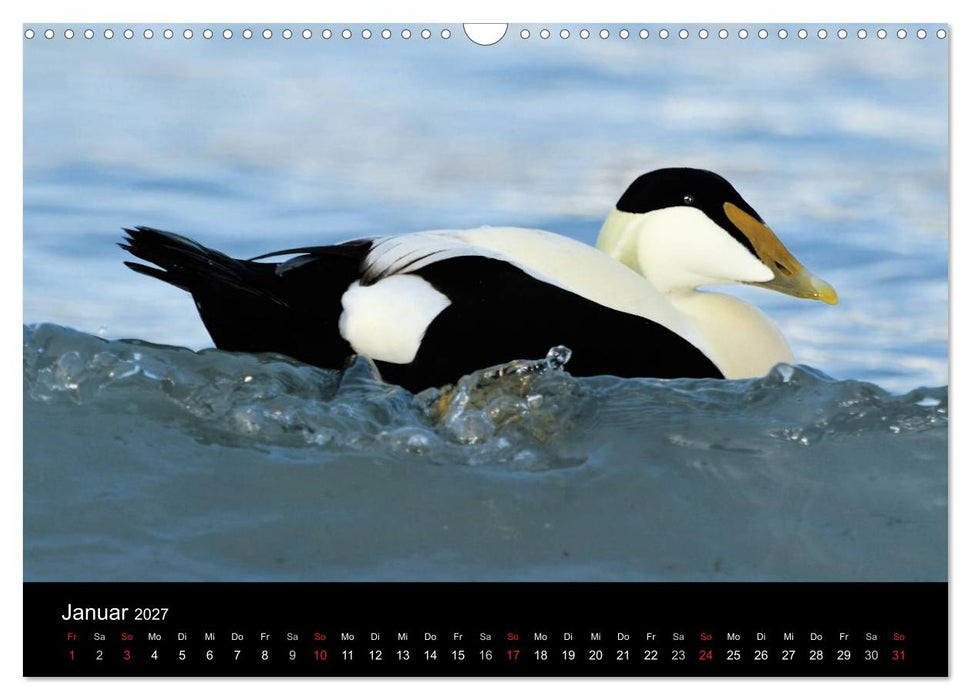 WILD - Tierkalender 2027 (CALVENDO Wandkalender 2027)