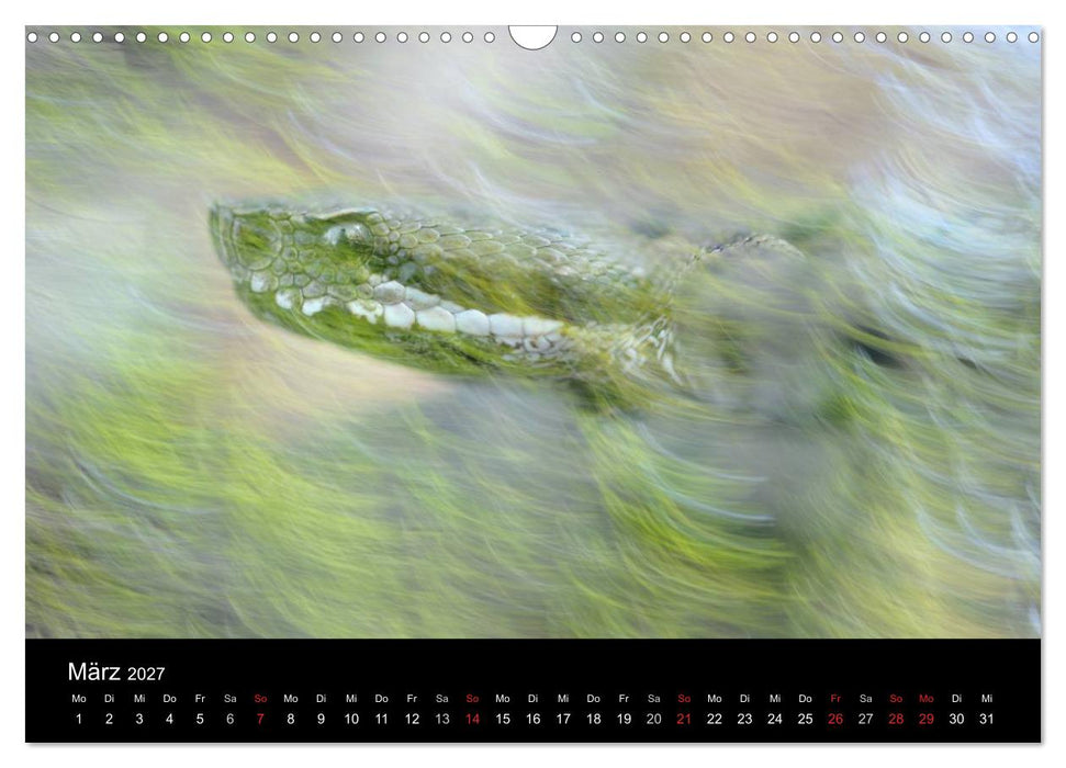 WILD - Tierkalender 2027 (CALVENDO Wandkalender 2027)