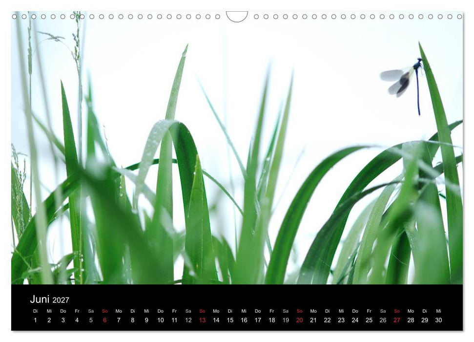 WILD - Tierkalender 2027 (CALVENDO Wandkalender 2027)