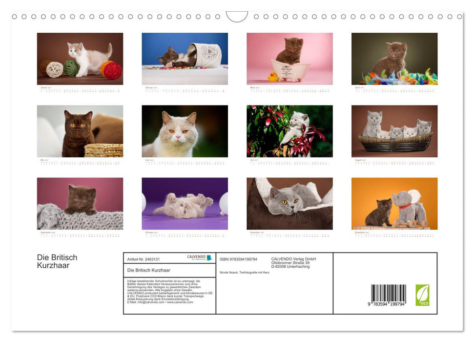 Die Britisch Kurzhaar (CALVENDO Wandkalender 2027)