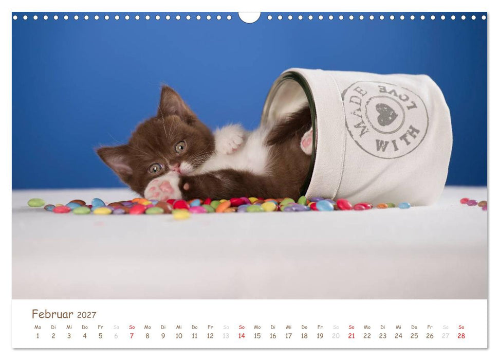 Die Britisch Kurzhaar (CALVENDO Wandkalender 2027)
