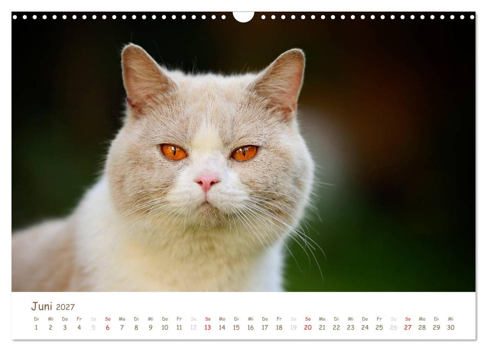 Die Britisch Kurzhaar (CALVENDO Wandkalender 2027)