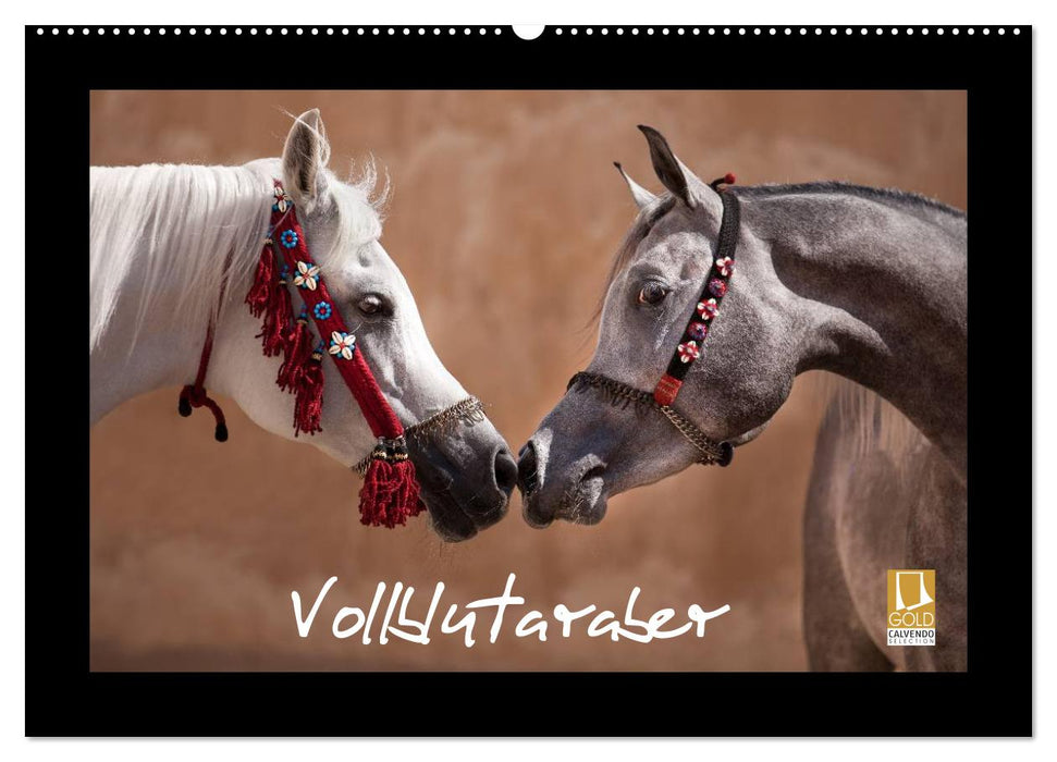 Vollblutaraber (CALVENDO Wandkalender 2027)