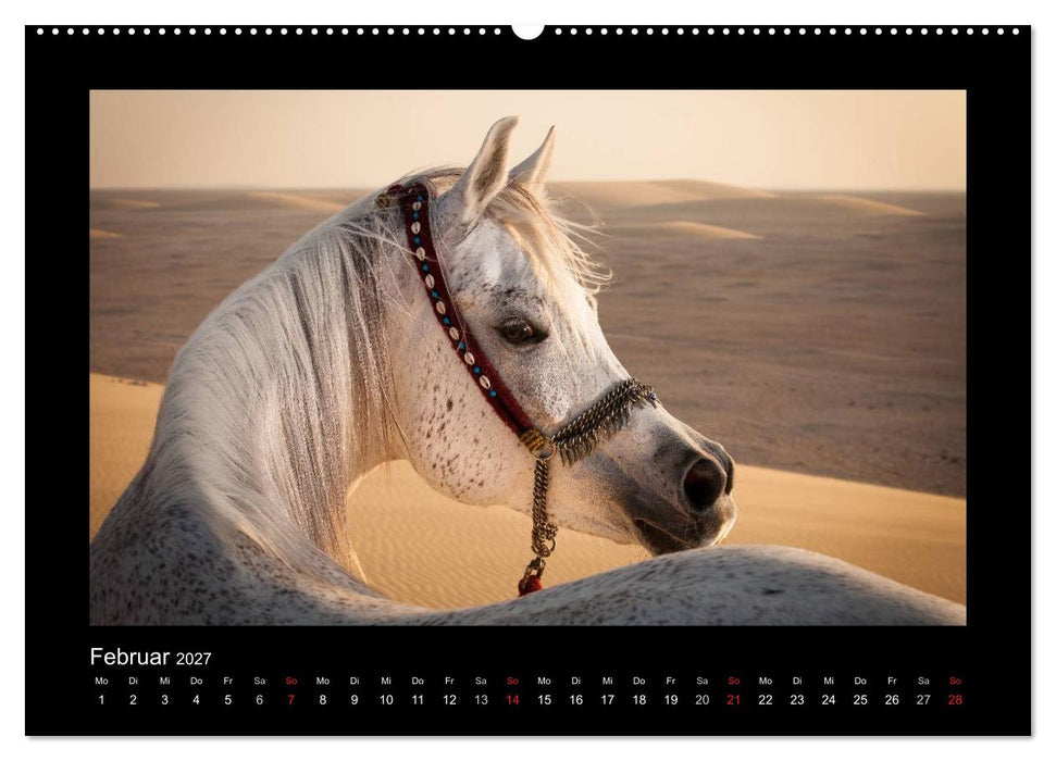 Vollblutaraber (CALVENDO Wandkalender 2027)