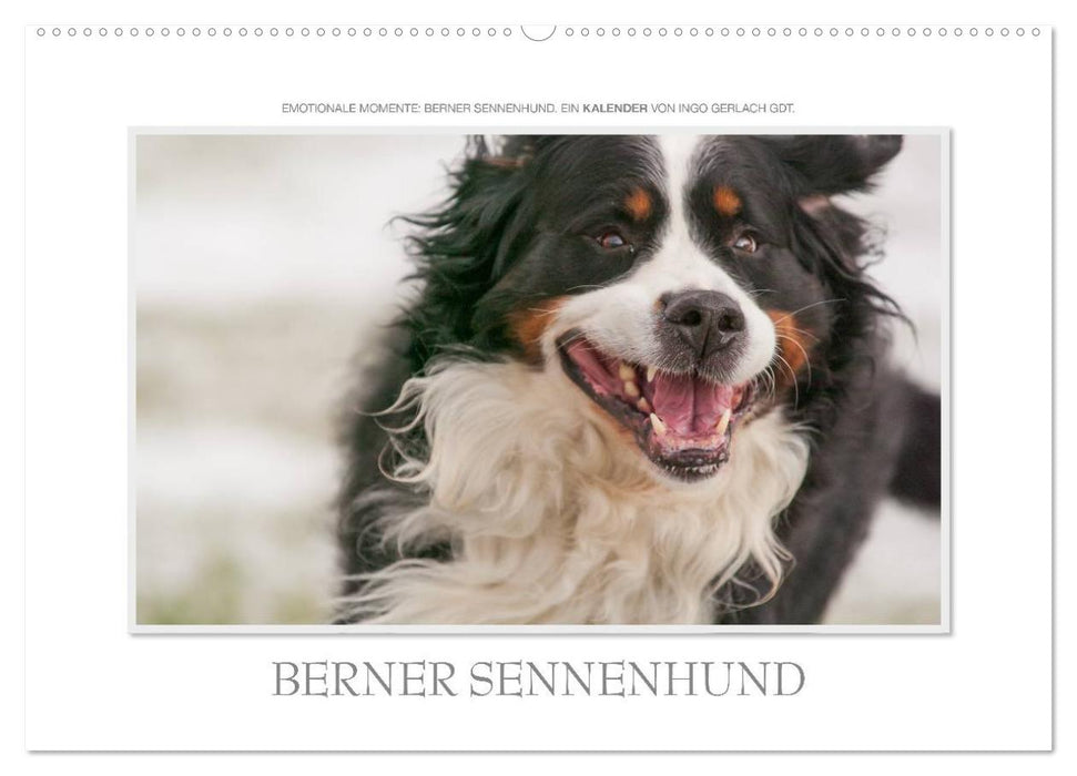 Emotionale Momente: Berner Sennenhund. (CALVENDO Wandkalender 2027)