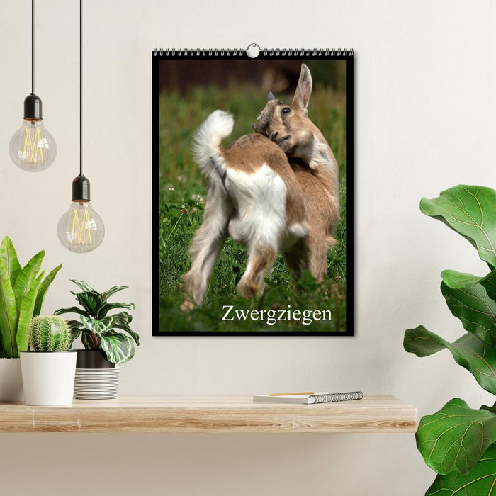 Zwergziegen (CALVENDO Wandkalender 2027)