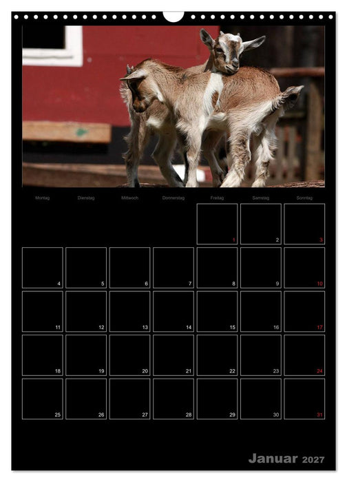 Zwergziegen (CALVENDO Wandkalender 2027)