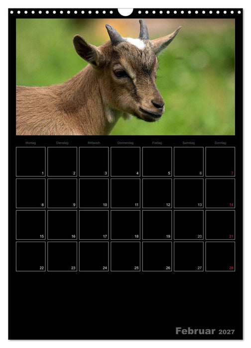 Zwergziegen (CALVENDO Wandkalender 2027)