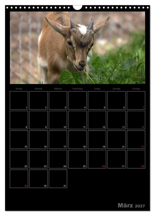 Zwergziegen (CALVENDO Wandkalender 2027)