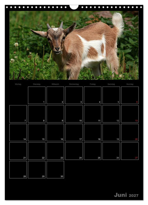 Zwergziegen (CALVENDO Wandkalender 2027)