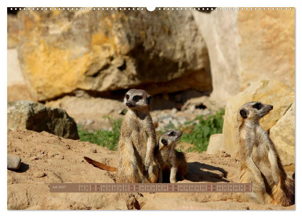 Erdmännchen (CALVENDO Premium Wandkalender 2027)