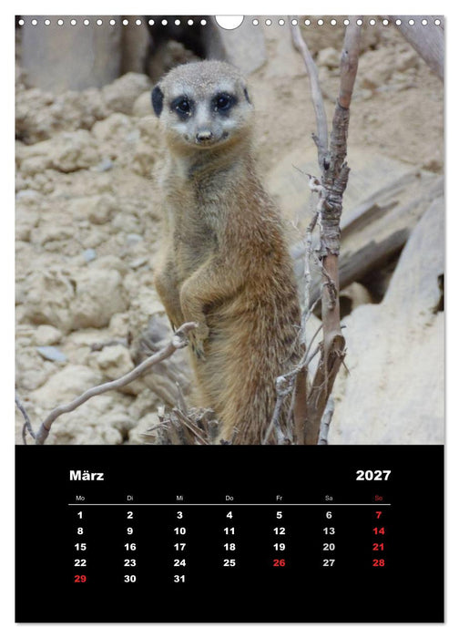 Erdmännchen (CALVENDO Wandkalender 2027)