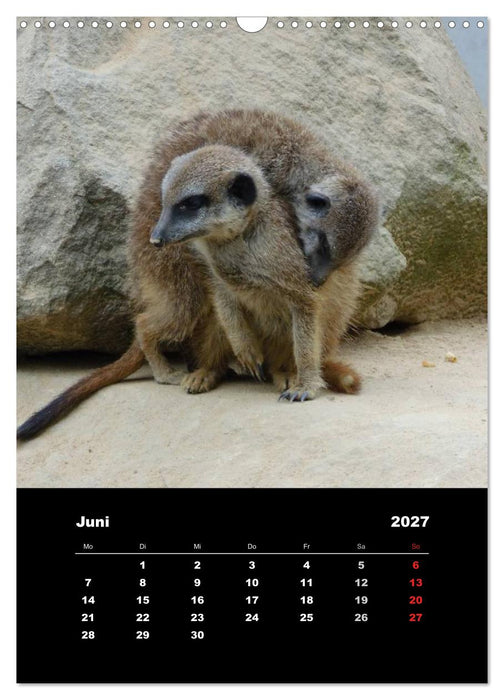 Erdmännchen (CALVENDO Wandkalender 2027)