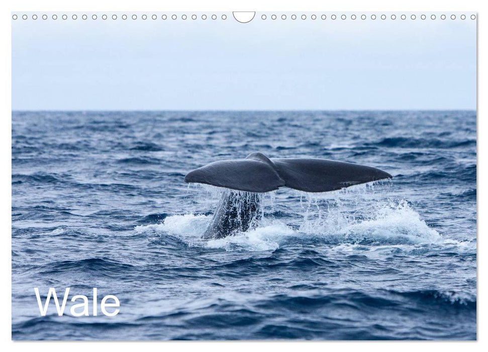 Wale (CALVENDO Wandkalender 2027)