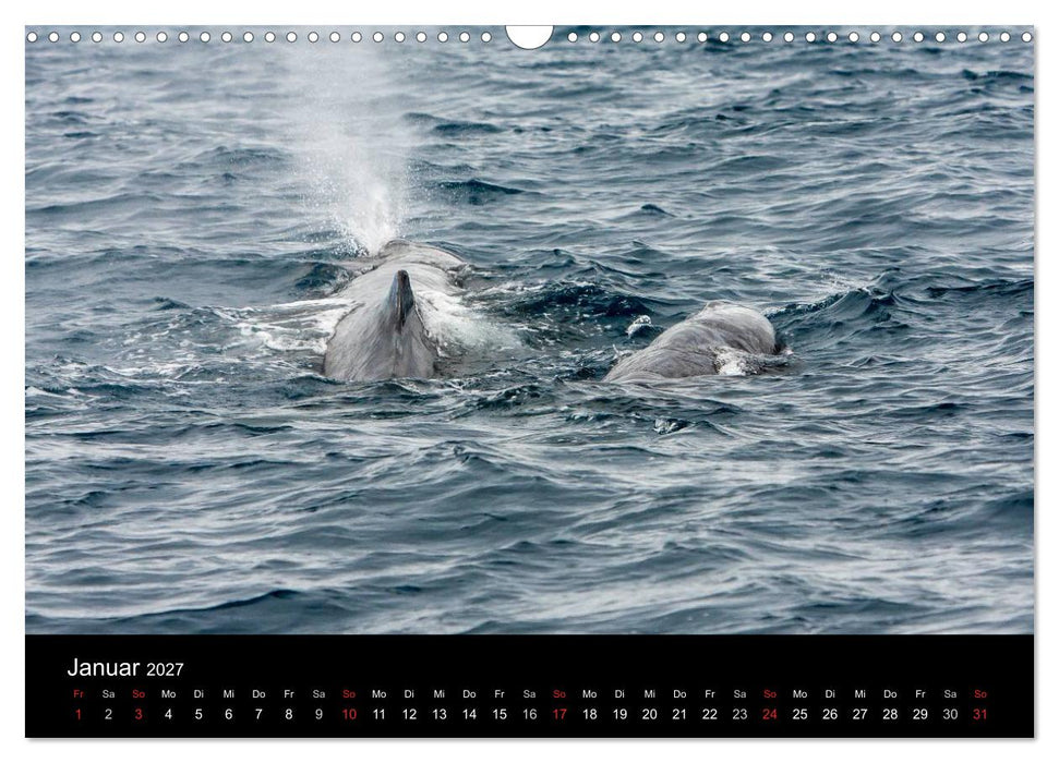 Wale (CALVENDO Wandkalender 2027)