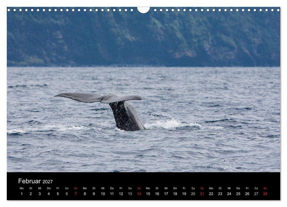 Wale (CALVENDO Wandkalender 2027)