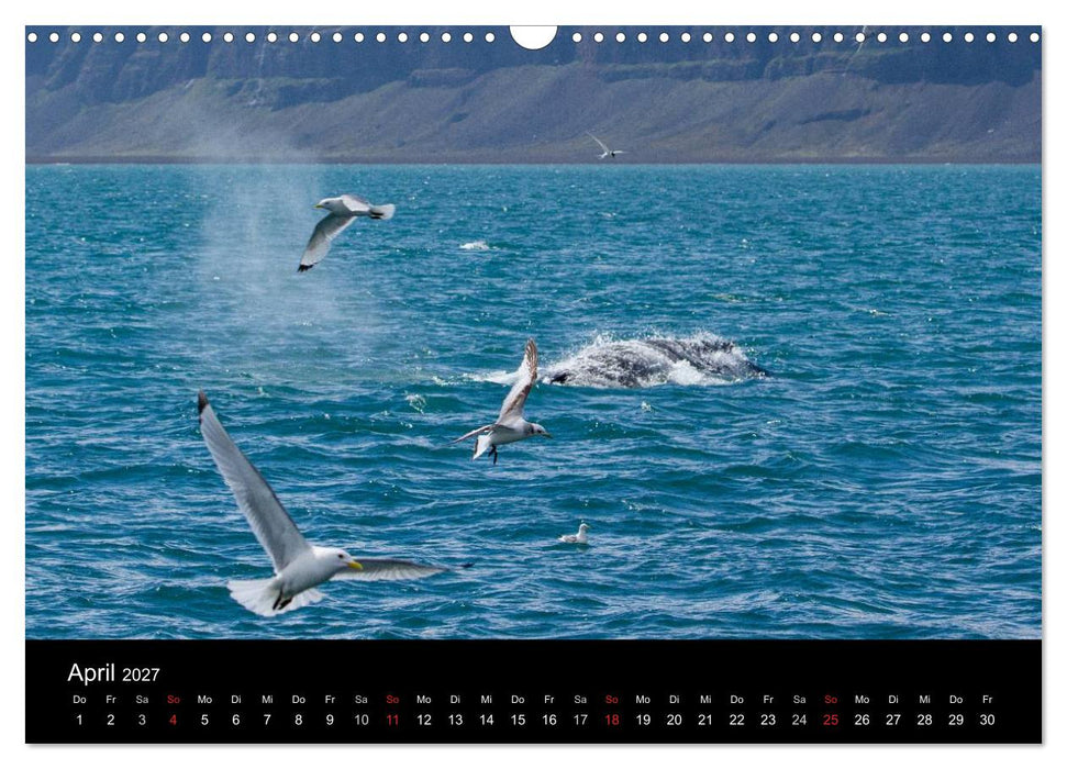 Wale (CALVENDO Wandkalender 2027)