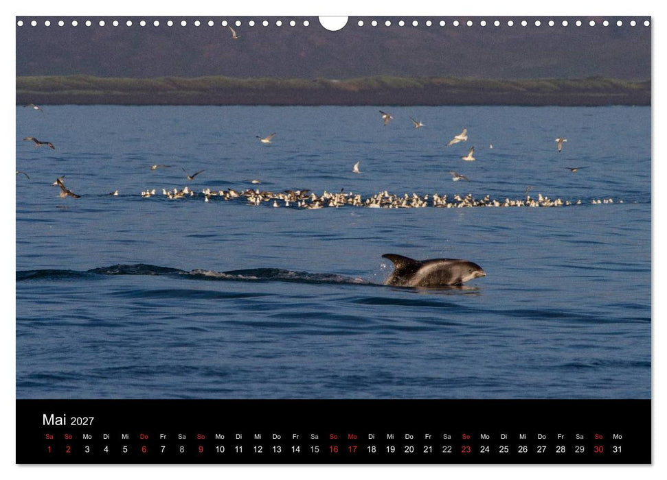 Wale (CALVENDO Wandkalender 2027)